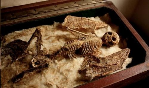 Коллекция таинственных криптидов Томаса мерлина. 07