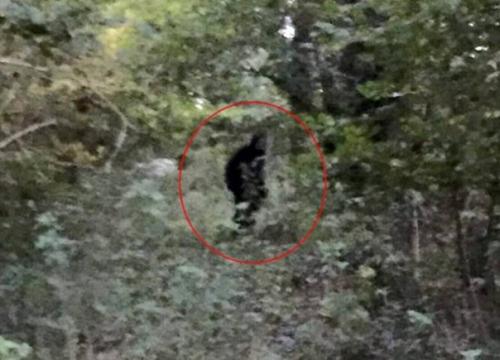 В графстве сассекс засняли снежного человека. В графстве сассекс засняли снежного человека.