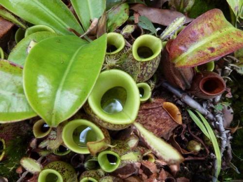 Непентес.

Большинство видов произрастает в тропической Азии, особенно на острове Калимантан.  