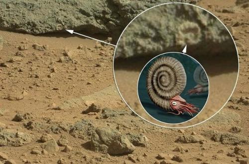 На фотографии марса разглядели ракушку аммонитов.

