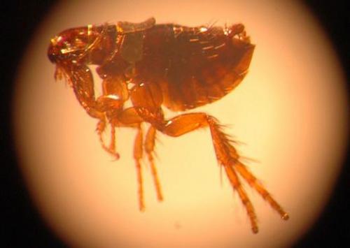 Мастер микроминиатюры алдунин Николай Сергеевич из поселка южная ломоватка ворошиловградской области. 02