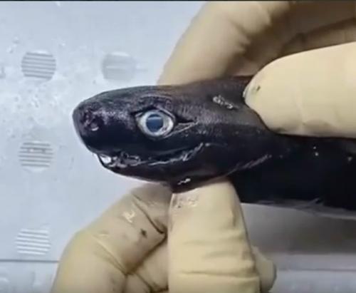 Акула - гадюка - редкий вид акул, название которого связано с формой челюсти. 01