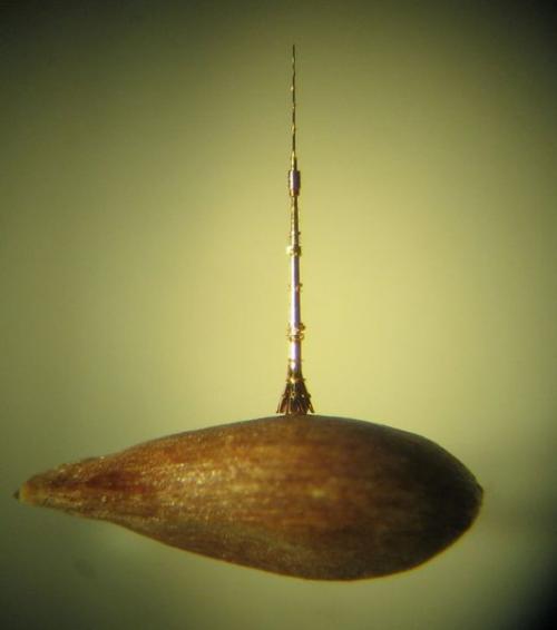 Мастер микроминиатюры алдунин Николай Сергеевич из поселка южная ломоватка ворошиловградской области. 04