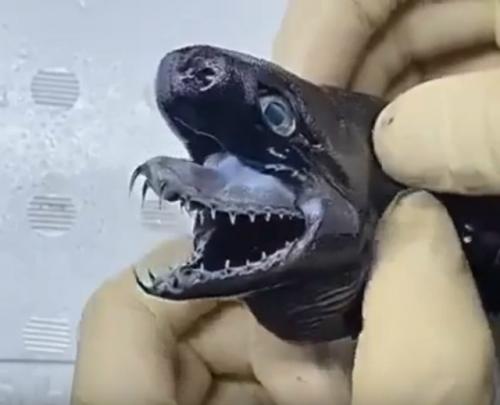 Акула - гадюка - редкий вид акул, название которого связано с формой челюсти. 

