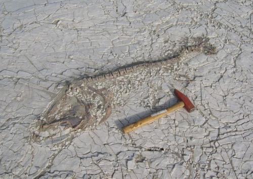 Еще недавно южная сахара была крупнейшим в мире пресным озером.

