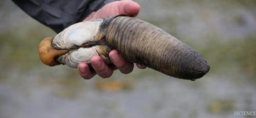 Гуйдак.  Крупный брюхоногий моллюск весом до полутора килограммов. 02