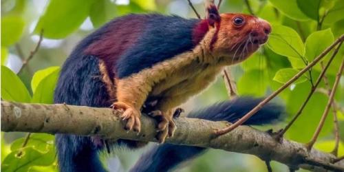 Рату а, или и дийс АЯ алабарс АЯ б Л а. 01