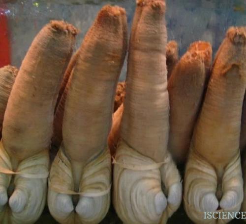 Гуйдак.  Крупный брюхоногий моллюск весом до полутора килограммов. 03