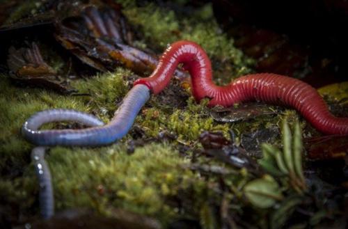 Гигантская красная пиявка за обедом.