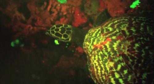 В тихом океане нашли светящуюся акулу. 02