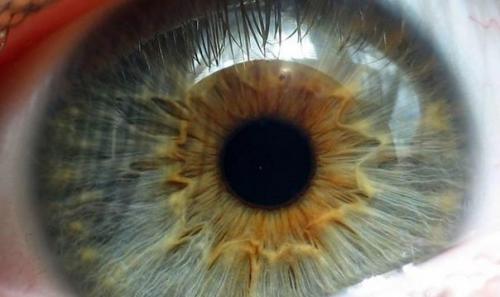 Российские ученые технологию выращивания сетчатки глаза освоили. Российские ученые технологию выращивания сетчатки глаза освоили.