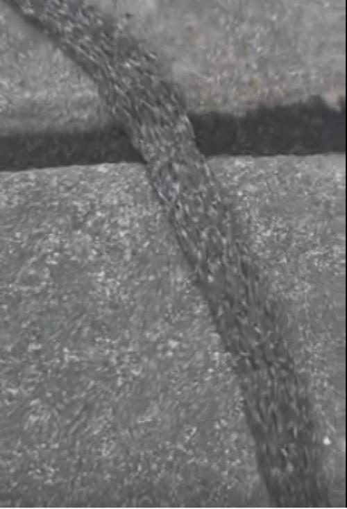 На записи можно увидеть множество гусениц дубовой моли, которые движутся в едином потоке, формируя своеобразную Змею. 01