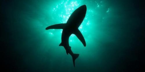 В тихом океане нашли светящуюся акулу. 01