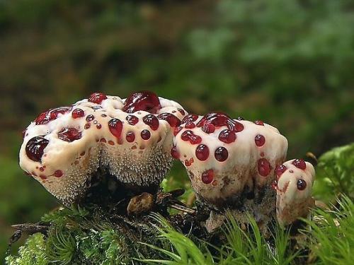 Страшно вкусно выглядит. 02