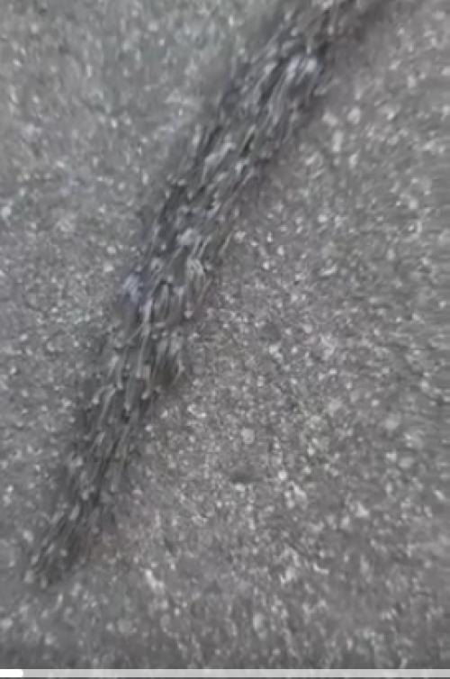 На записи можно увидеть множество гусениц дубовой моли, которые движутся в едином потоке, формируя своеобразную 