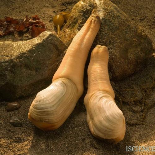 Гуйдак.  Крупный брюхоногий моллюск весом до полутора килограммов. 01