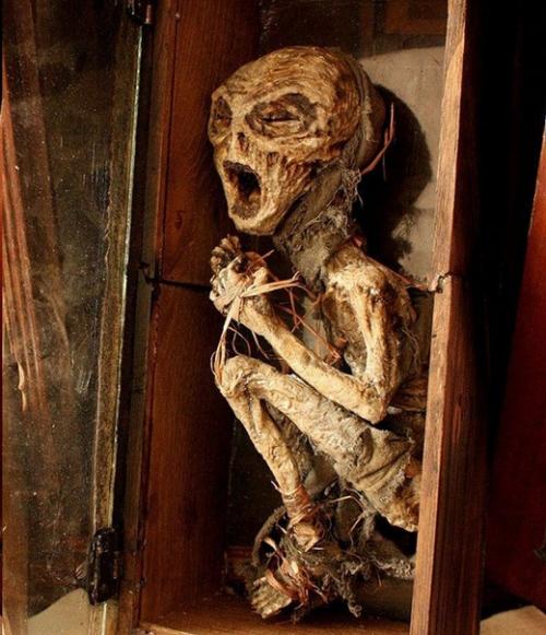 Томас мерлин и его коллекция таинственных криптидов. 08