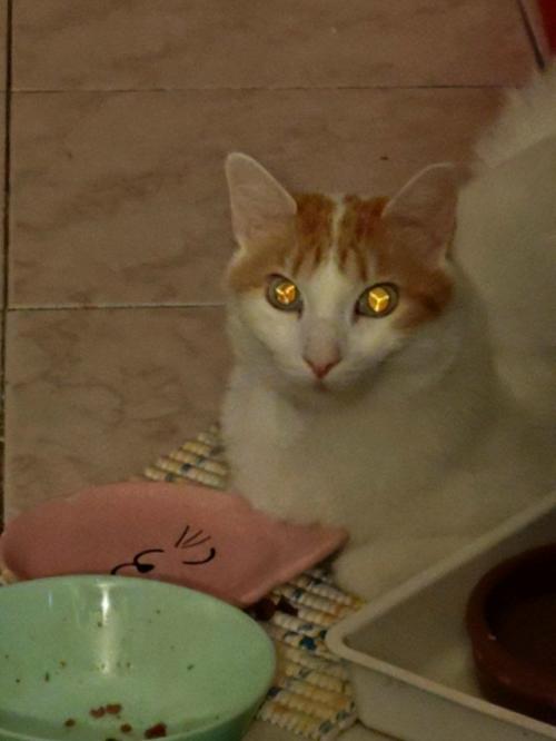 Пользовательница реддита заметила у своей кошки Y - образный рисунок внутри глаза и решила поинтересоваться, почему так.

