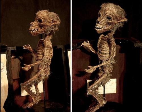 Томас мерлин и его коллекция таинственных криптидов. 05