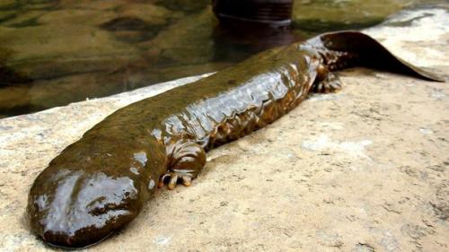 В Китае обнаружили исполинскую саламандру.