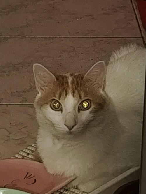 Пользовательница реддита заметила у своей кошки Y - образный рисунок внутри глаза и решила поинтересоваться, почему так. 01