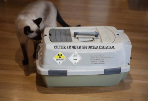 Американские физики самый большой аналог кота Шредингера создали.