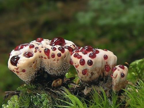 Загадочный гриб - кровавый зуб. 02