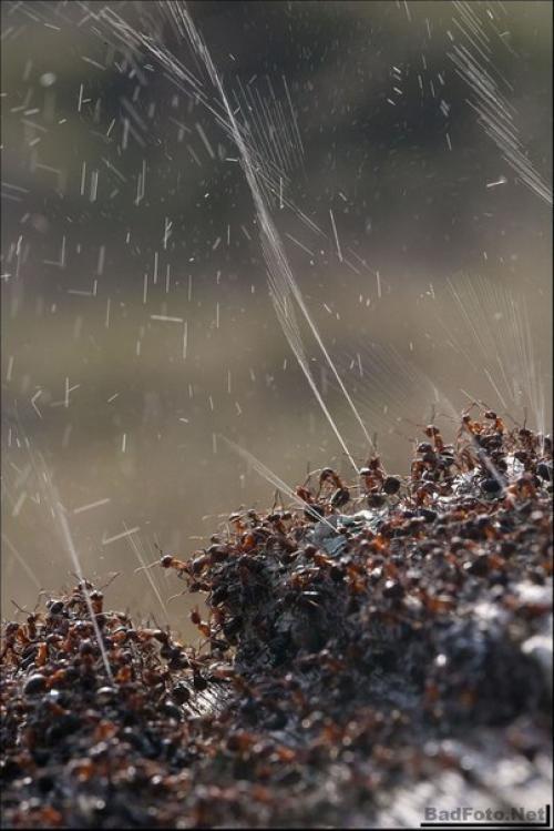 Оборона муравейника (Re.