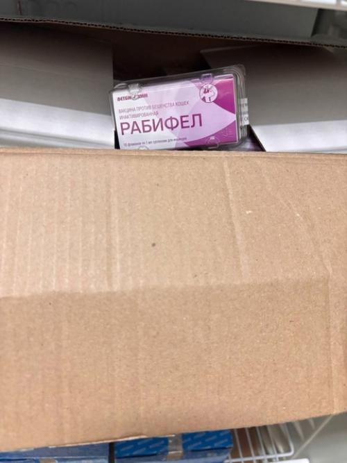 Бездомные животные в ЛНР получат помощь по программе экогумиссий. 03