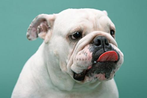 50 поразительных фактов о собаках. 50 поразительных фактов о собаках.