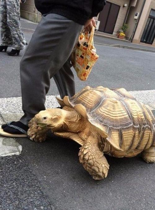 Самый терпеливый хозяин на свете. 02