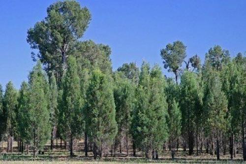 Австралия хочет посадить миллиард деревьев для борьбы с парниковыми газами. 03