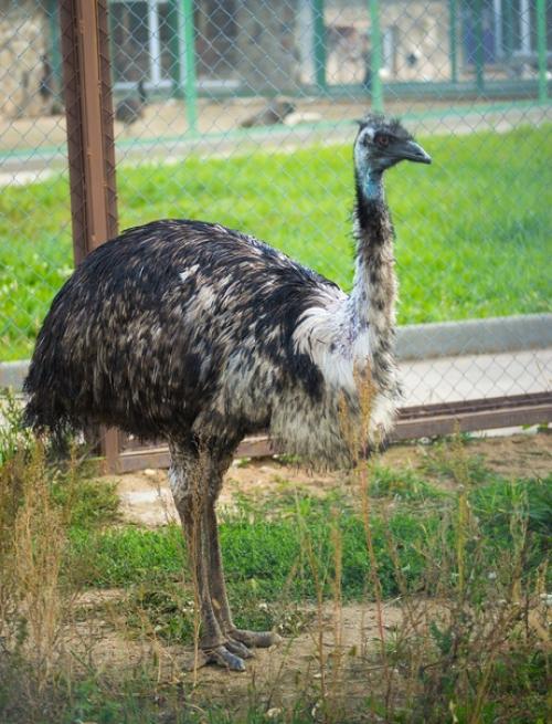 Яйца птицы эму. 02