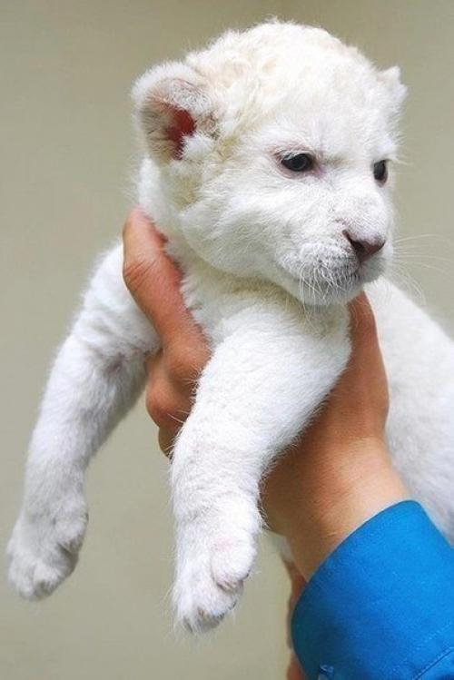 Животные - альбиносы:   Альбинизм (лат. 02