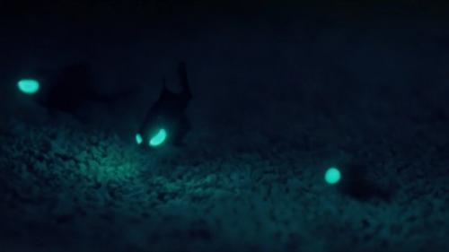 BBC: живой свет с Д. аттенборо. 02 BBC: живой свет с Д. аттенборо. 02