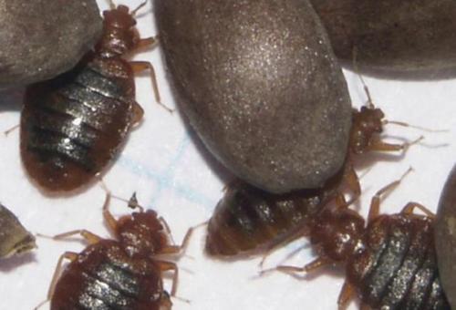 Клопов на гены разложили.