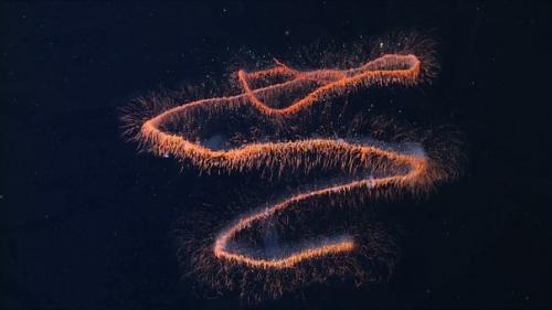 BBC: живой свет с Д. аттенборо. 01 BBC: живой свет с Д. аттенборо. 01