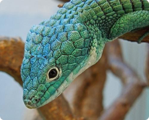 Исчезающий вид!  Древесная аброния - ящерица семейства веретеницевых. 03