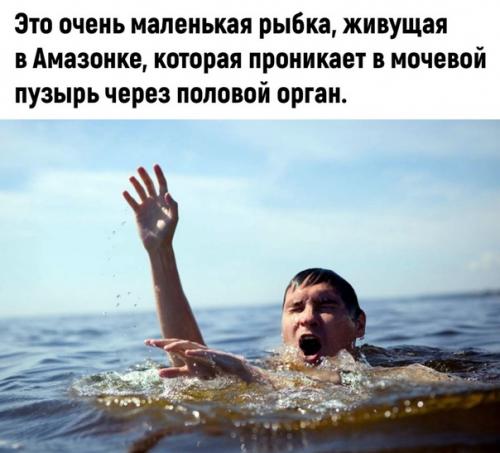 Почему я никогда не отправлюсь в амазонию. 01