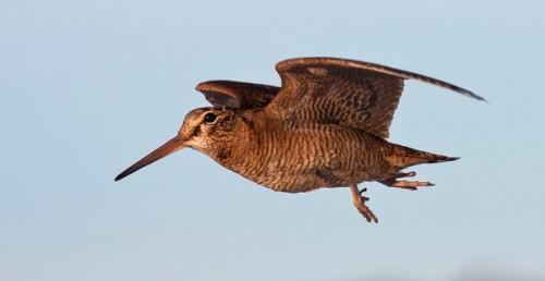 Вальдшнеп.  Обычно ведёт одиночный образ жизни, хотя иногда сбивается в небольшие свободные группы.