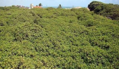 Самое большое дерево на Земле продолжает расти. 01