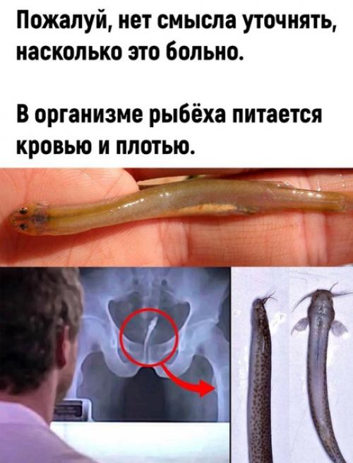 Почему я никогда не отправлюсь в амазонию. 02