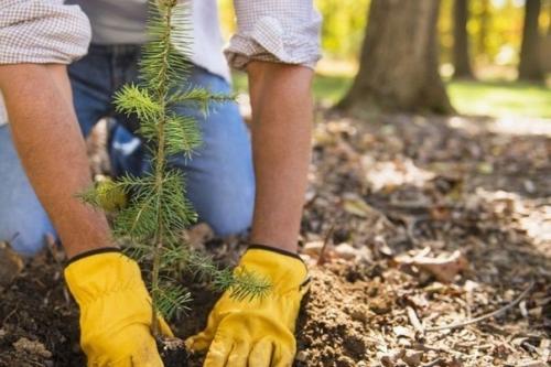 Австралия хочет посадить миллиард деревьев для борьбы с парниковыми газами. 01