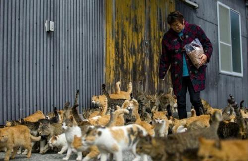 Остров аосима (Aoshima) - один из десятков Кошачьих Островов Японии. 01