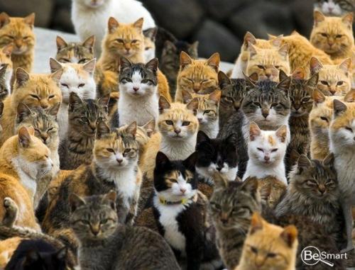 Остров аосима (Aoshima) - один из десятков Кошачьих Островов Японии. 09