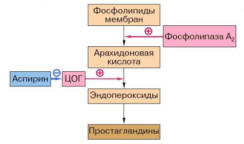 Сегодня мы попробуем объяснить на пальцах, как работают аспирин, анальгин, парацетамол, нурофен и другие ненаркотические обезболивающие. 02