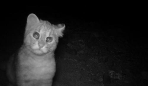 Демилитаризованная зона корейского полуострова уникальным заповедником стала. 04 Демилитаризованная зона корейского полуострова уникальным заповедником стала. 04