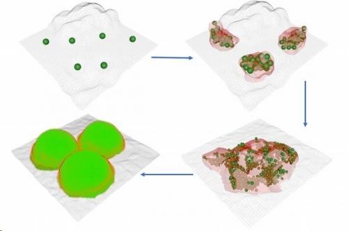 Люди и бактерии строят колонии по одним законам: неожиданное открытие. 01