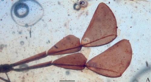 В древнем инклюзе нашли насекомое с гигантскими причудливыми антеннами. 01