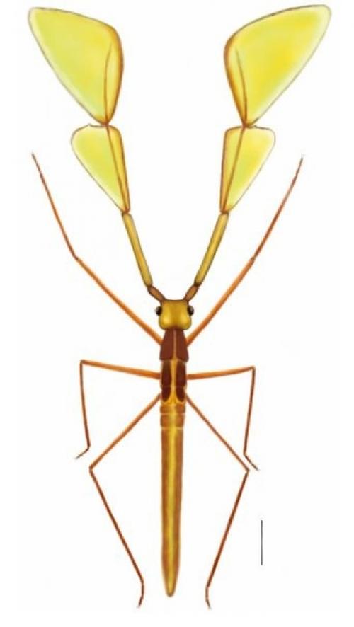 В древнем инклюзе нашли насекомое с гигантскими причудливыми антеннами. 02